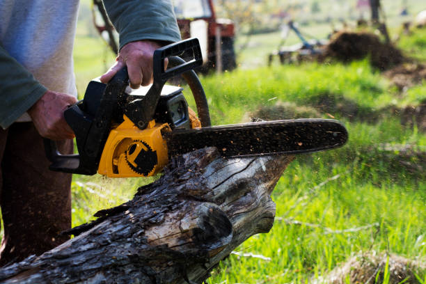 How Our Tree Care Process Works  in  Lake Zurich, IL